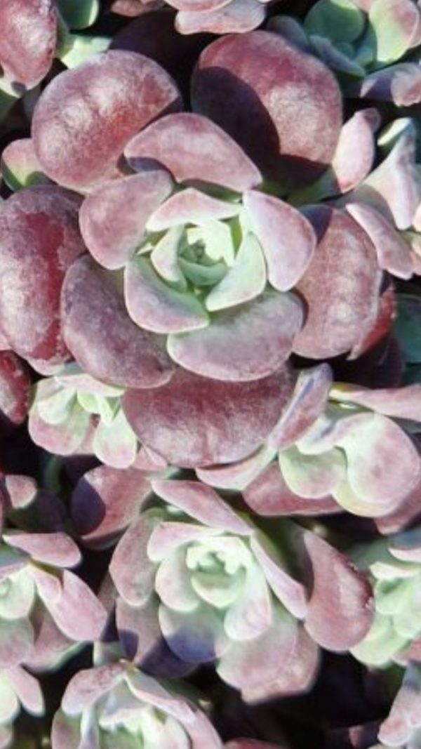 Hylotelephium spathulifolium 'Purpureum'