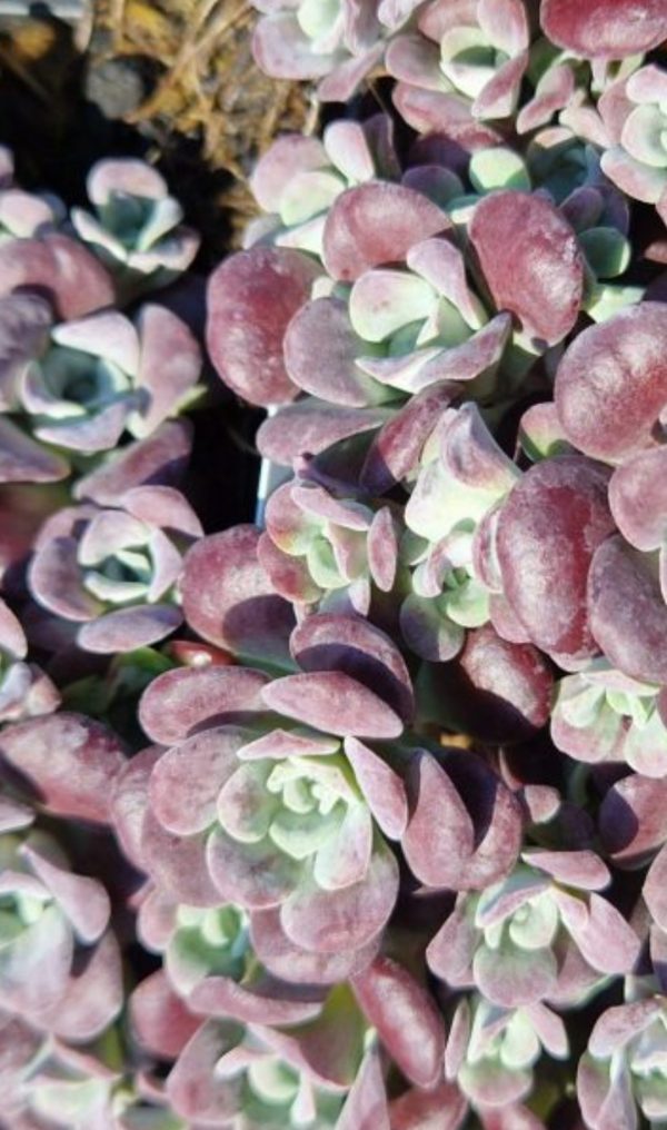 Hylotelephium spathulifolium 'Purpureum'