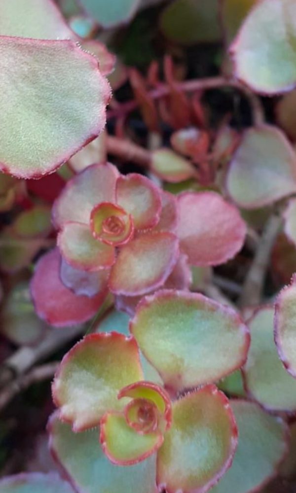 Hylotelephium spurium 'Mahogany Red'