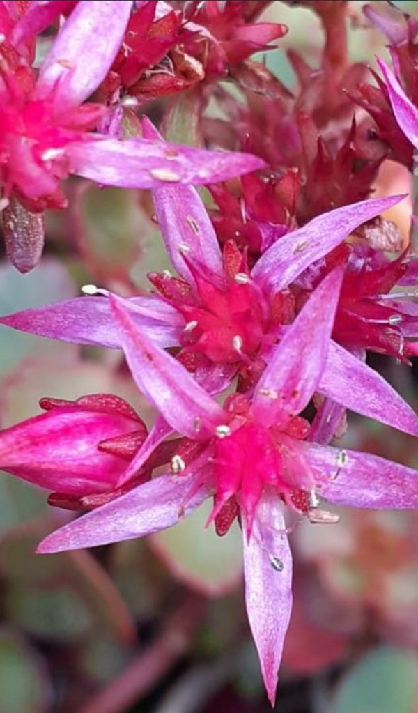 Hylotelephium spurium 'Mahogany Red'