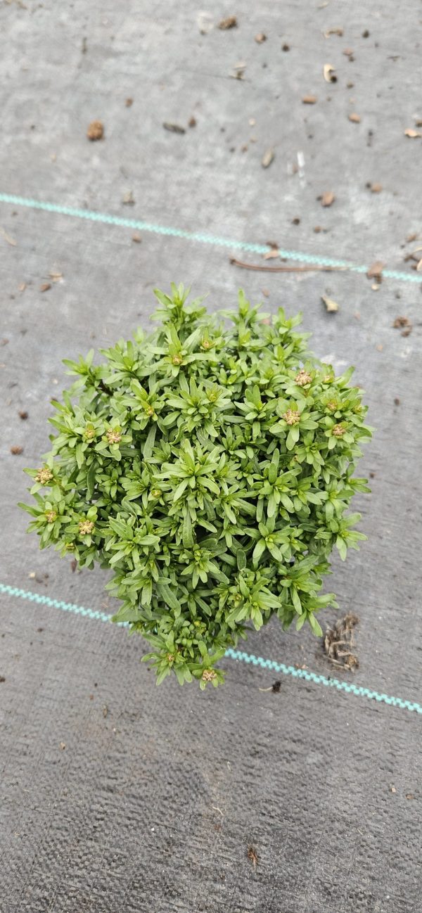 Iberis sempervirens 'Fischbeck'