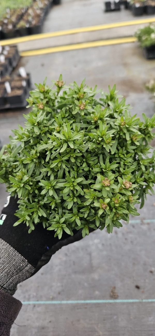 Iberis sempervirens 'Fischbeck'