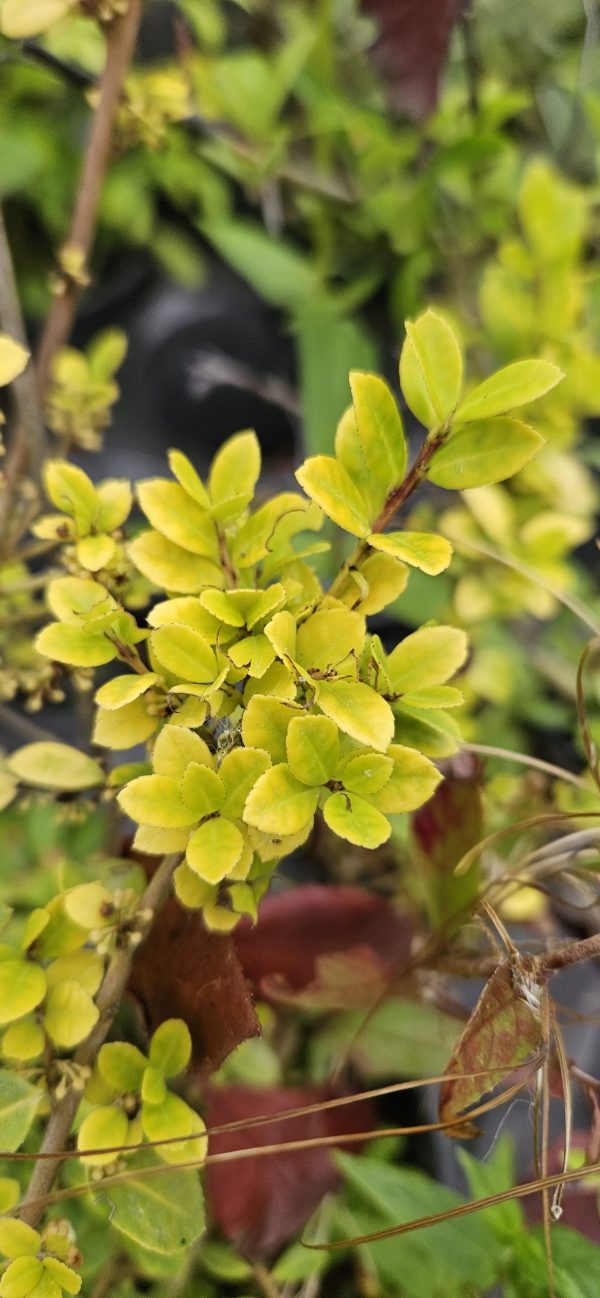 Ilex crenata 'Golden Gem'