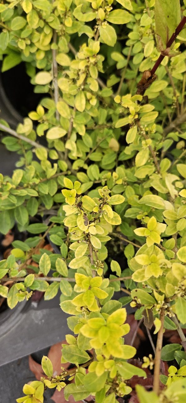 Ilex crenata 'Golden Gem'