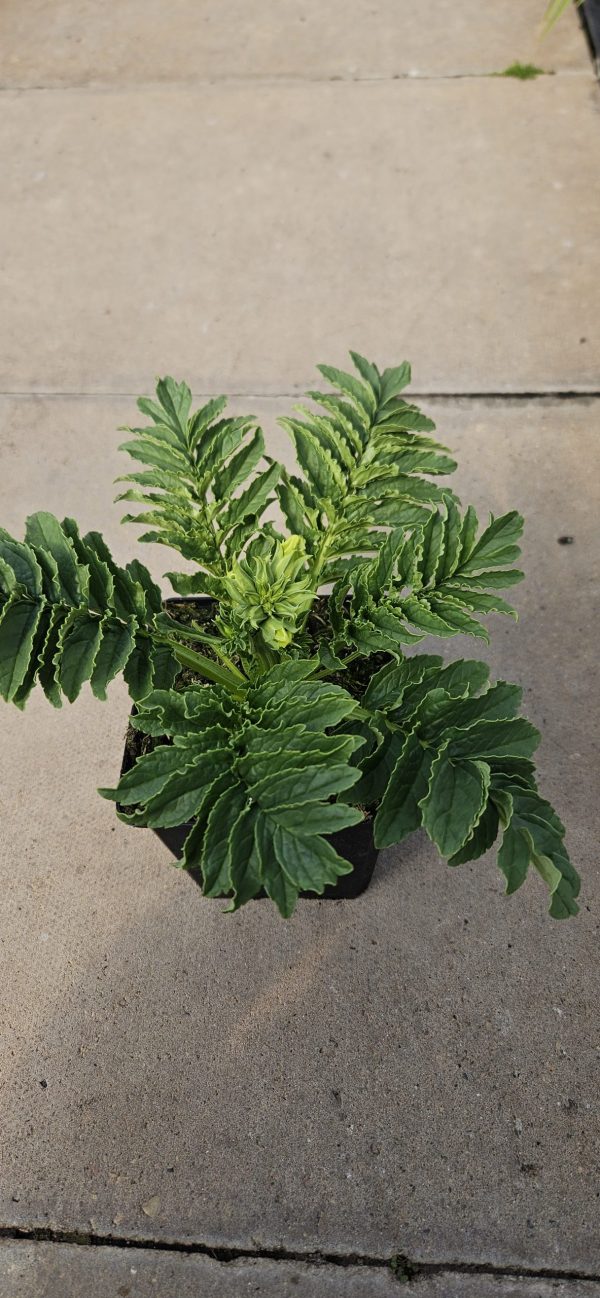 Incarvillea delavayi 'Snowtop'