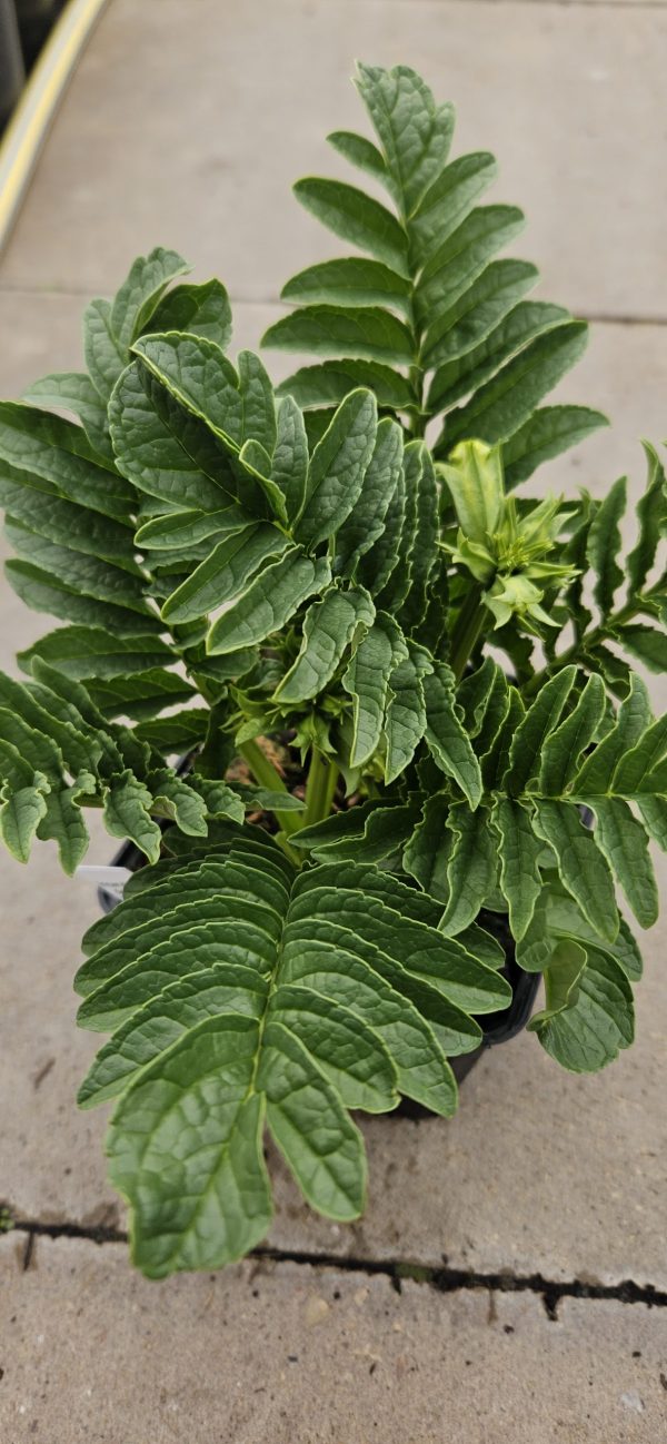 Incarvillea delavayi