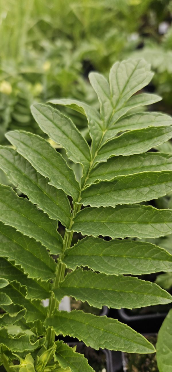 Incarvillea delavayi