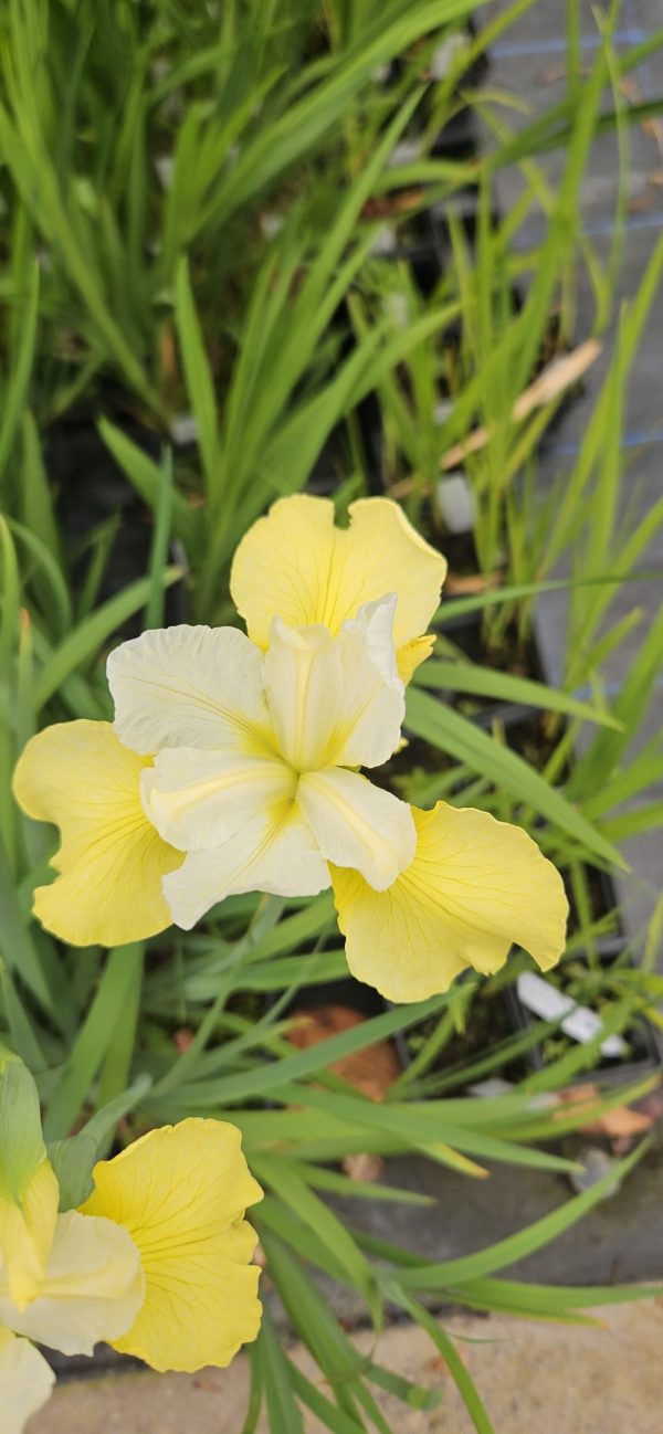 Iris ensata 'White Ladies'2 Iris ensata 'White Ladies'