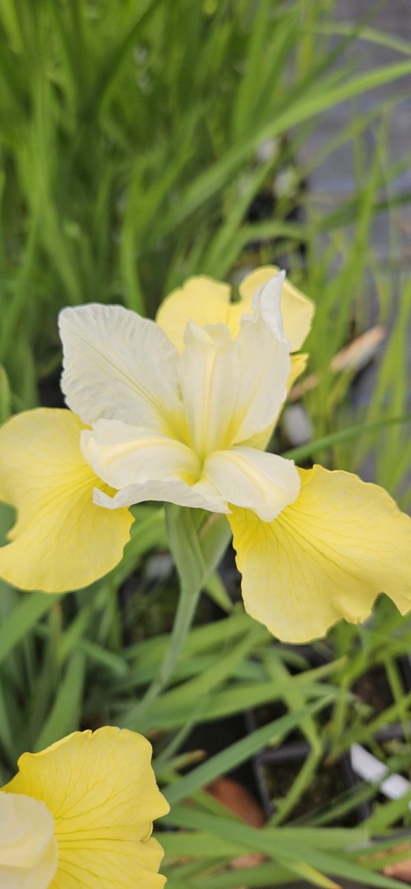Iris ensata 'White Ladies'3 Iris ensata 'White Ladies'