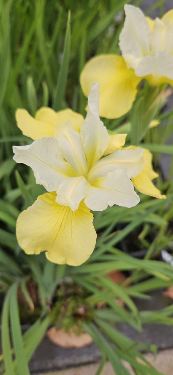Iris ensata 'White Ladies'4 Iris ensata 'White Ladies'