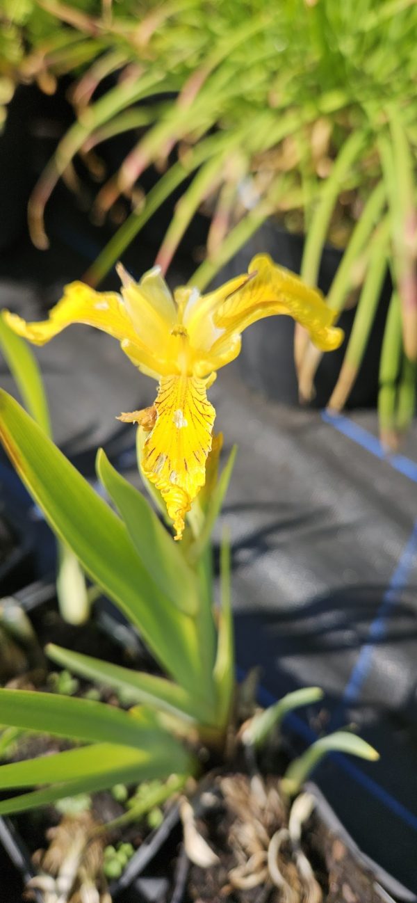 Iris pseudacorus 'Variegata'