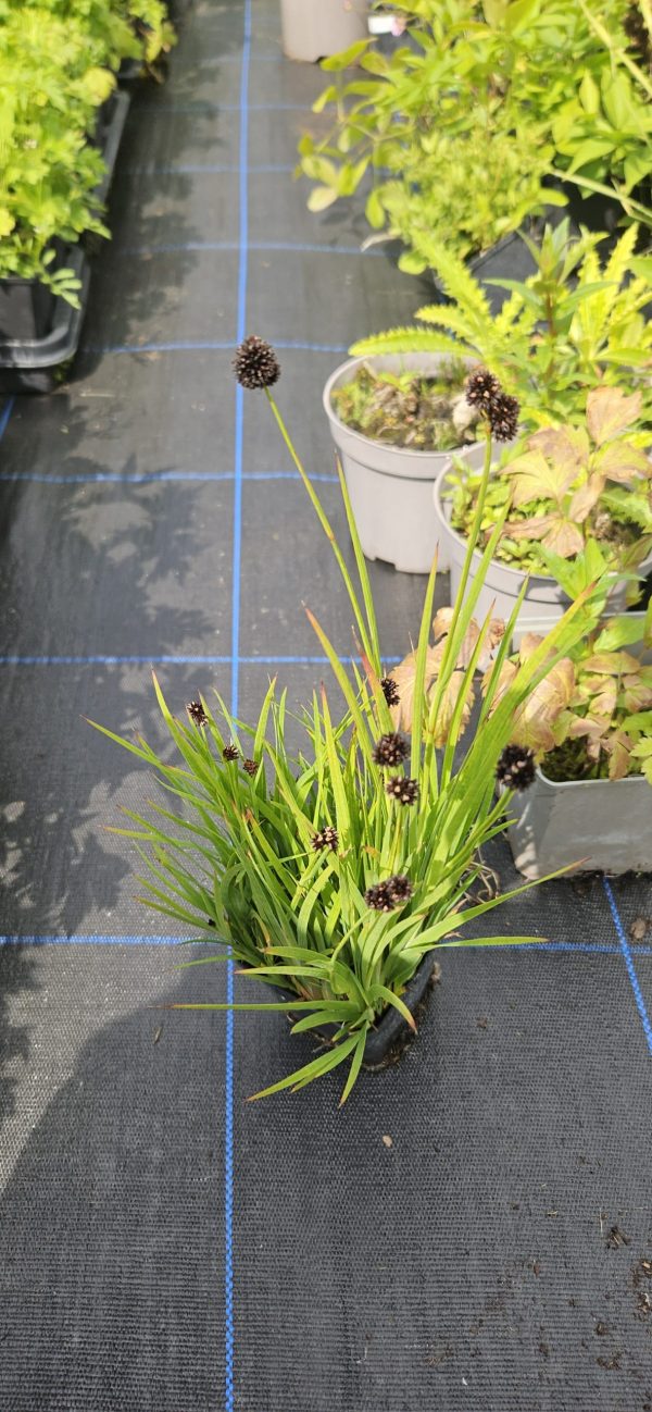Juncus ensifolius