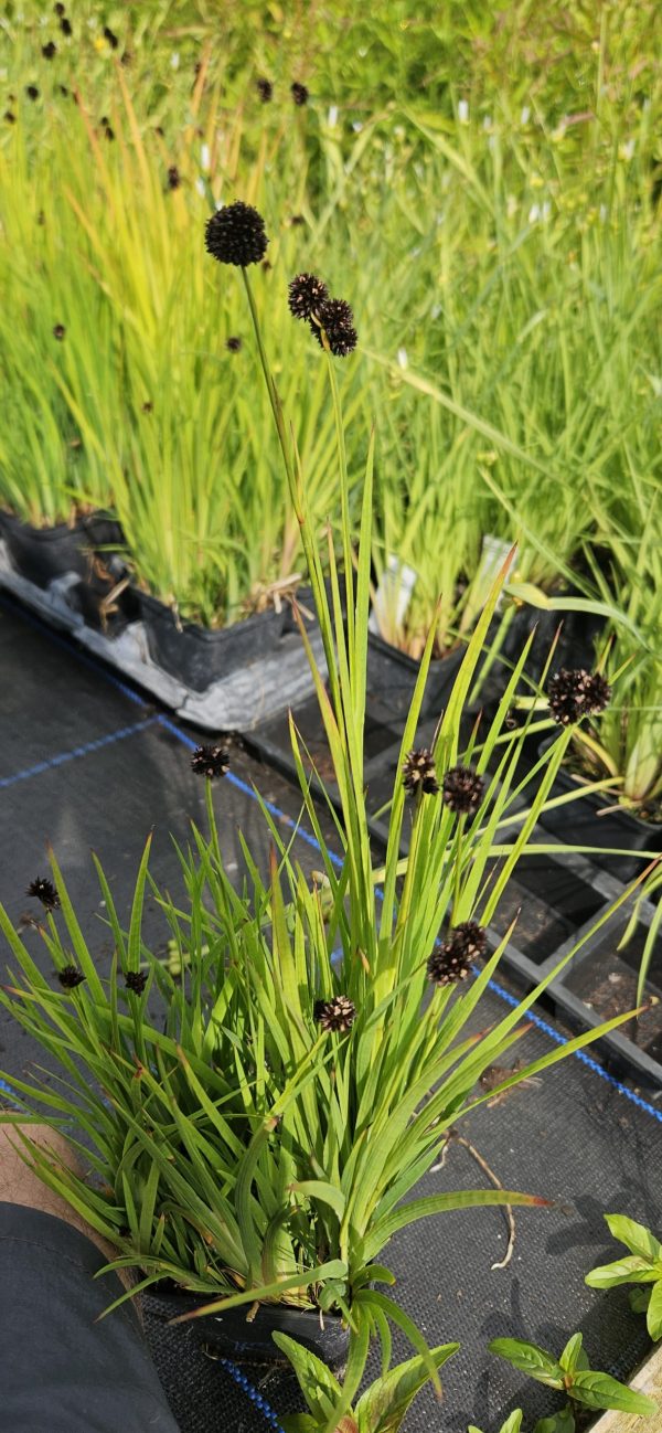 Juncus ensifolius