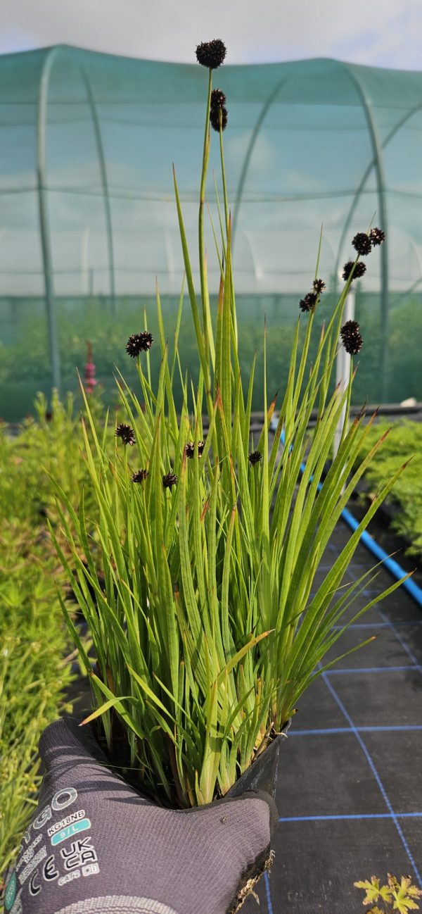 Juncus ensifolius
