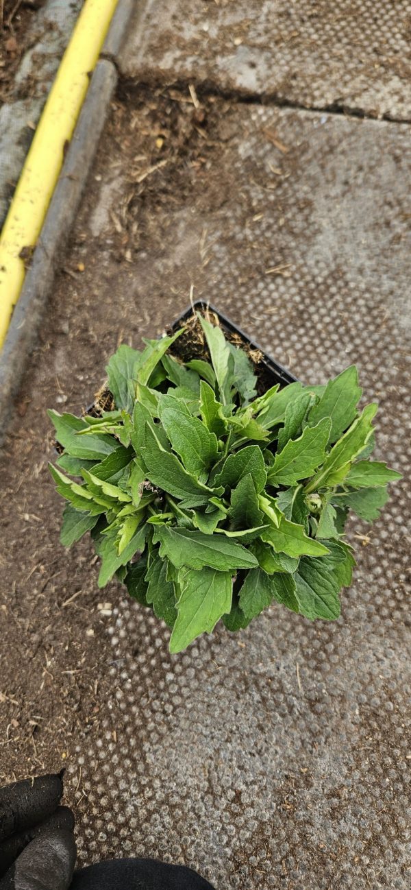 Kalimeris incisa 'Nana Blue'