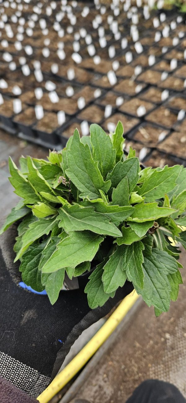 Kalimeris incisa 'Nana Blue'