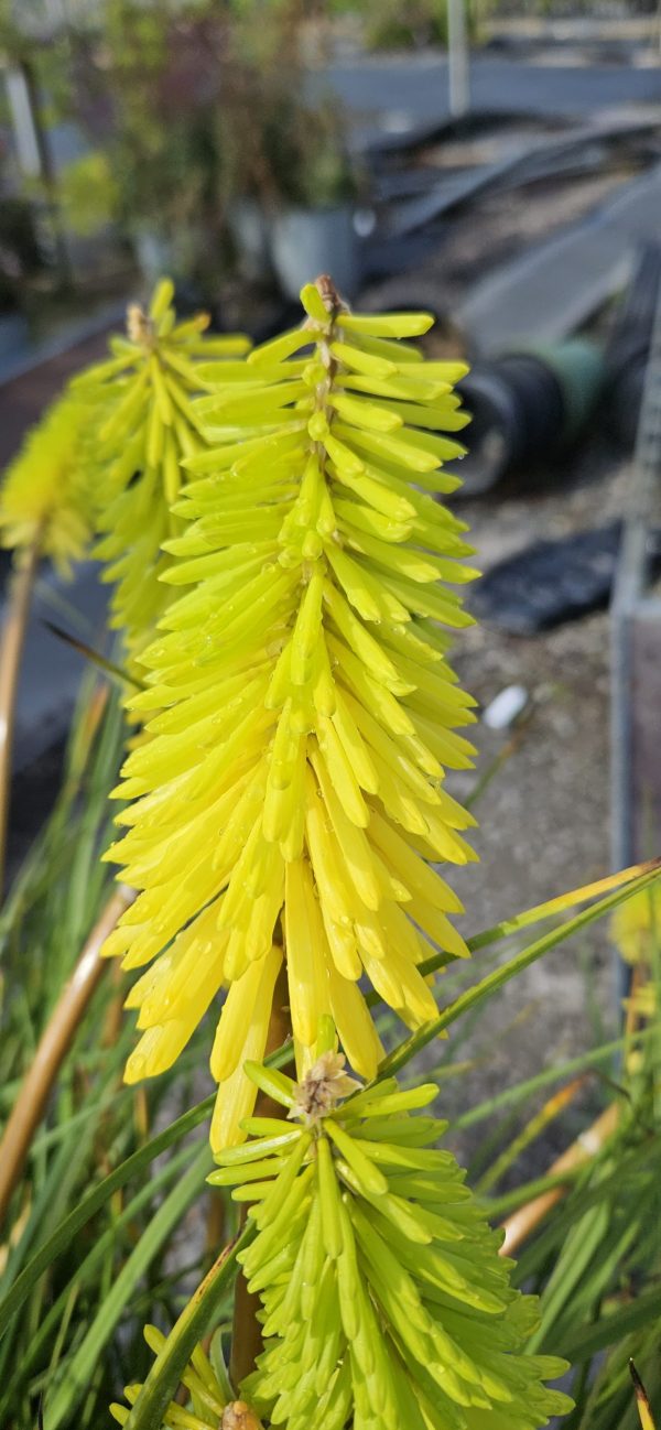 Kniphofia 'Bees Lemon'