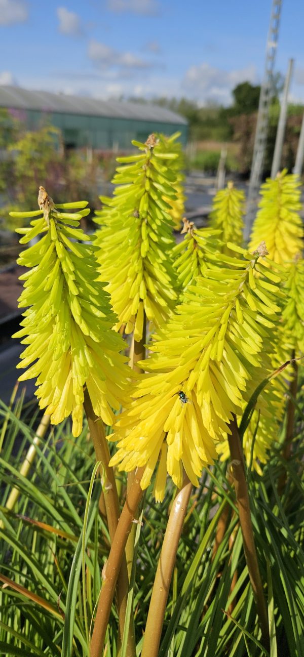Kniphofia 'Bees Lemon'