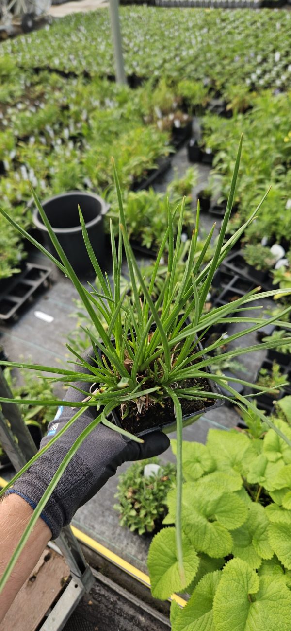 Kniphofia 'Lemon Popsicle'