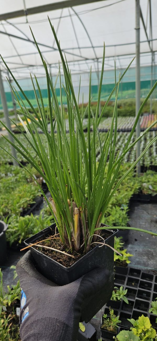 Kniphofia 'Lemon Popsicle'