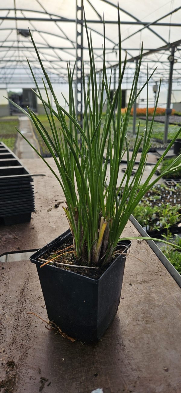 Kniphofia 'Lemon Popsicle'