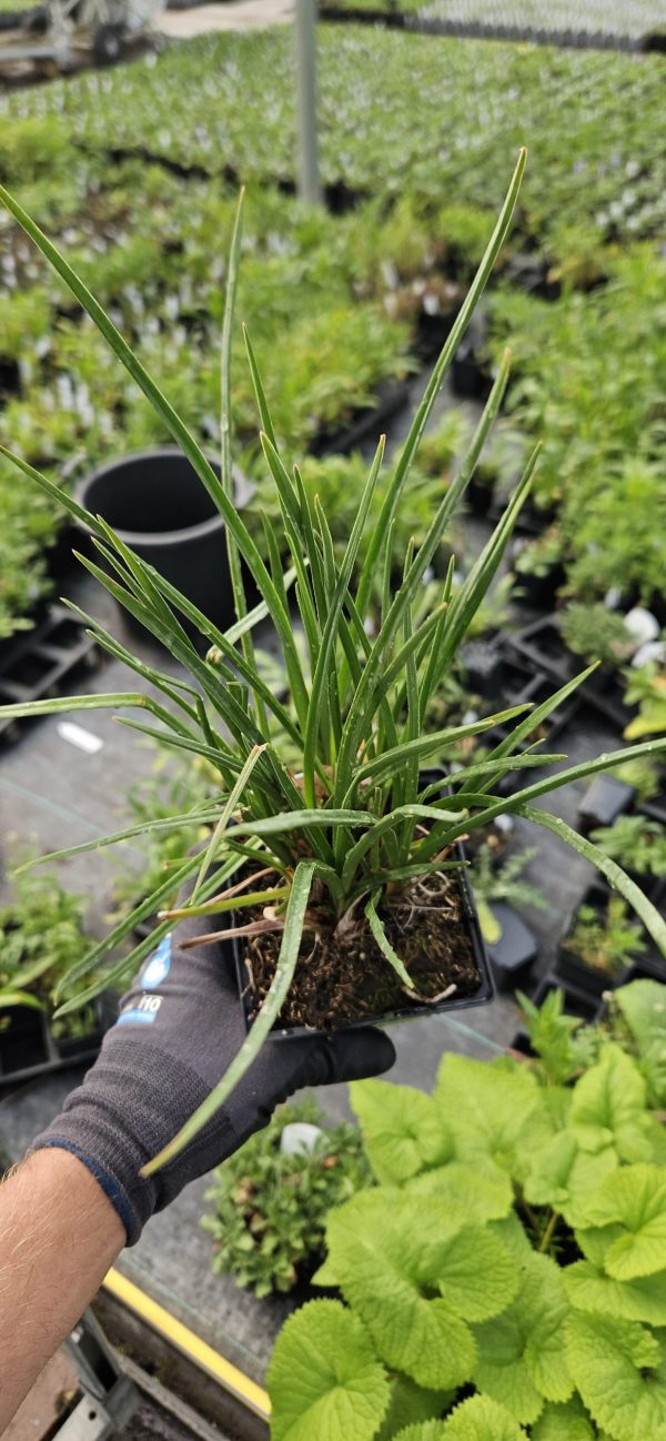 Kniphofia 'Mango Popsicle'