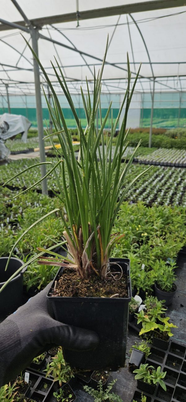 Kniphofia 'Mango Popsicle'