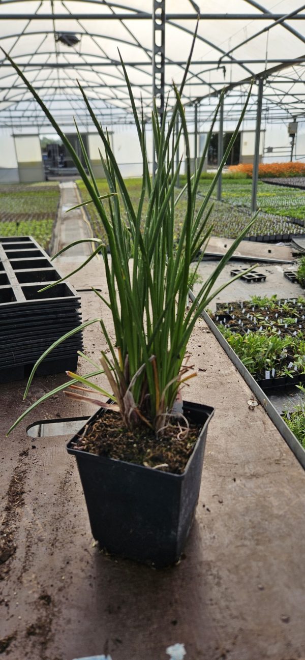 Kniphofia 'Mango Popsicle'