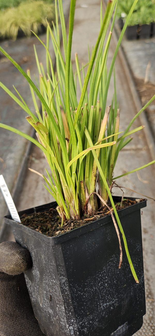 Kniphofia 'Nancy's Red' Kniphofia 'Nancy's Red'