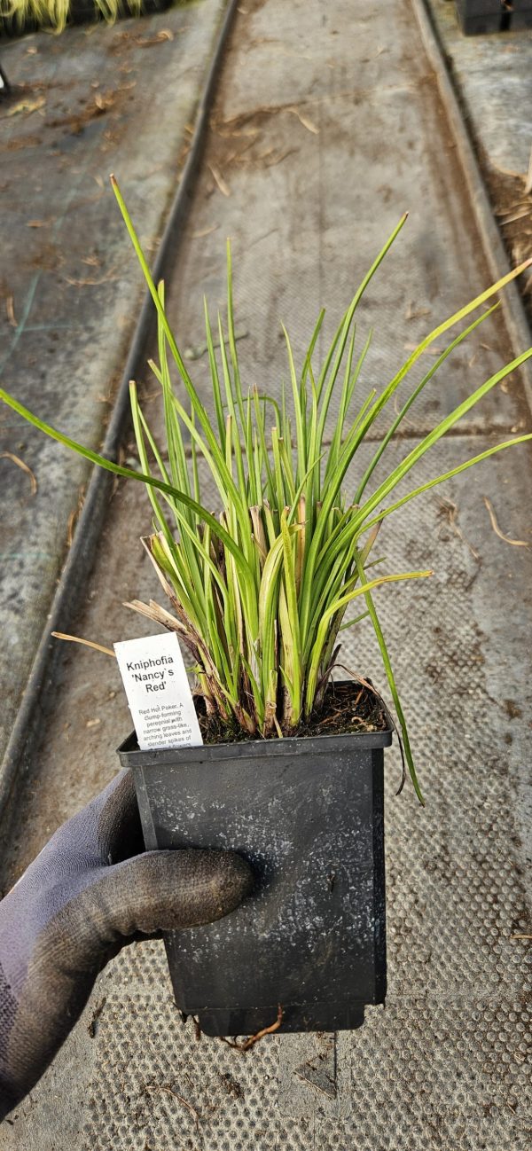 Kniphofia 'Nancy's Red'2 Kniphofia 'Nancy's Red'