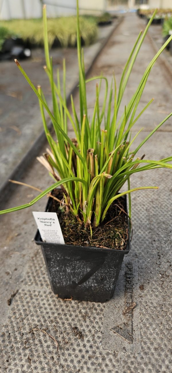 Kniphofia 'Nancy's Red'3 Kniphofia 'Nancy's Red'