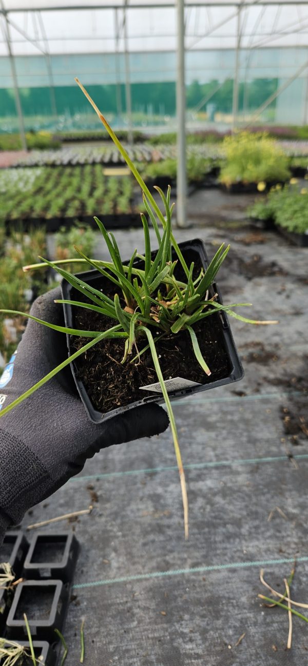 Kniphofia 'Orange Vanilla Popsicle'