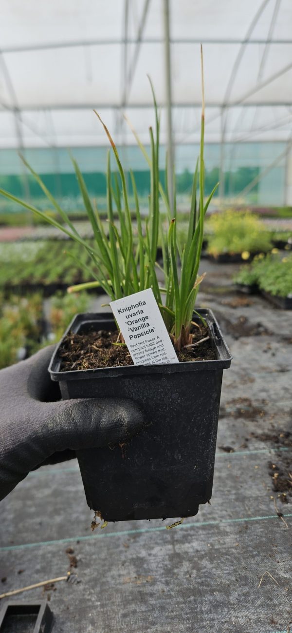 Kniphofia 'Orange Vanilla Popsicle'