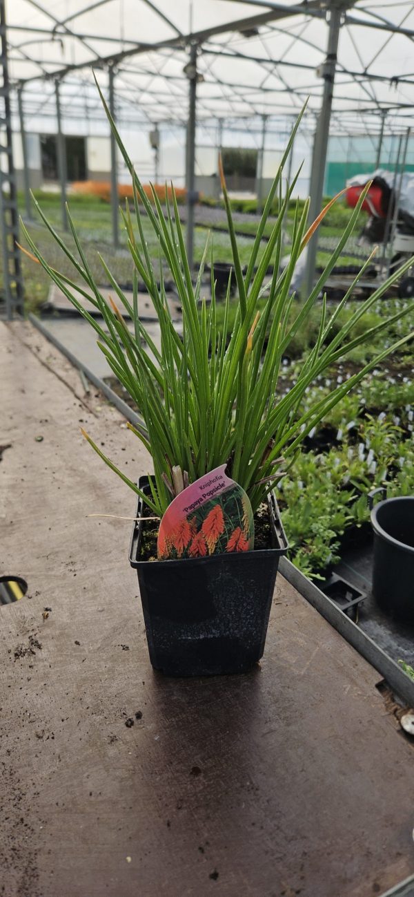 Kniphofia 'Papaya Popsicle' Kniphofia 'Papaya Popsicle'