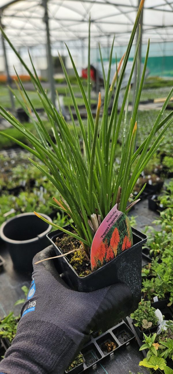 Kniphofia 'Papaya Popsicle'2 Kniphofia 'Papaya Popsicle'