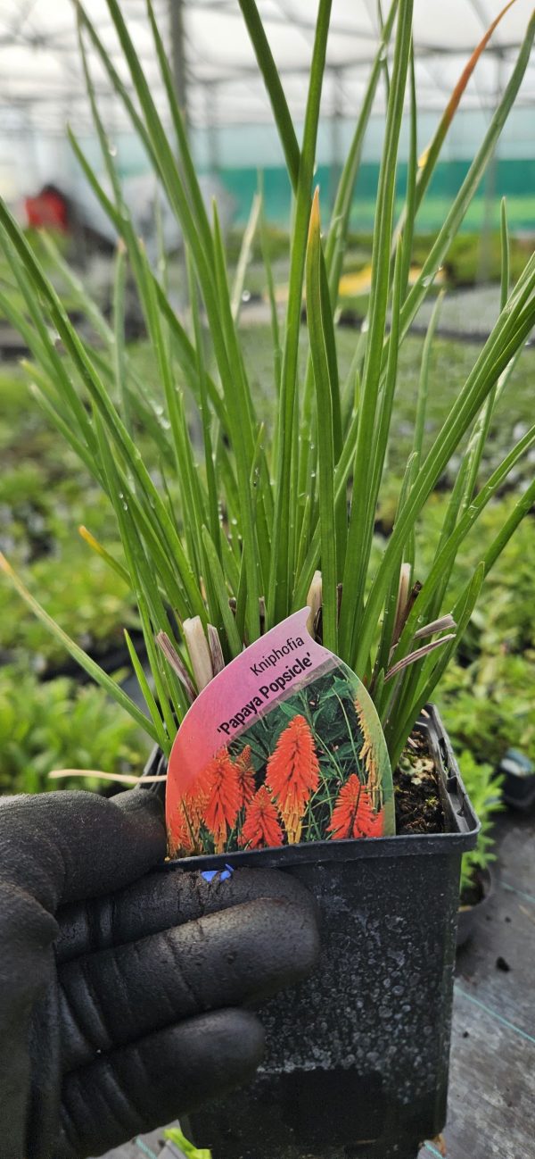 Kniphofia 'Papaya Popsicle'3 Kniphofia 'Papaya Popsicle'