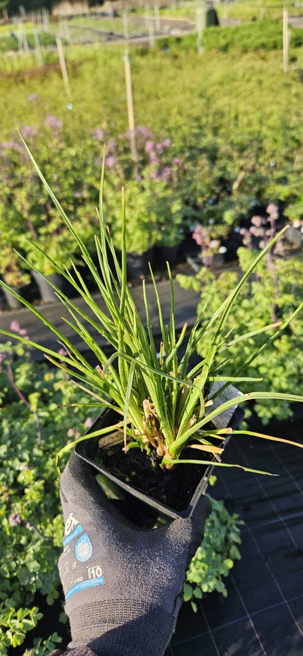 Kniphofia 'Poco Citron'