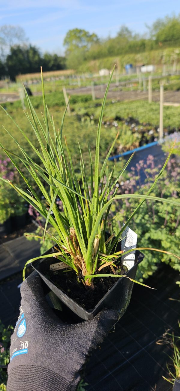 Kniphofia 'Poco Citron'