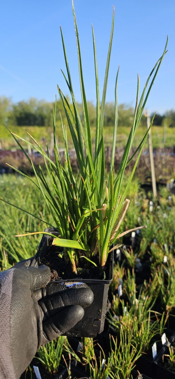 Kniphofia 'Poco Orange'
