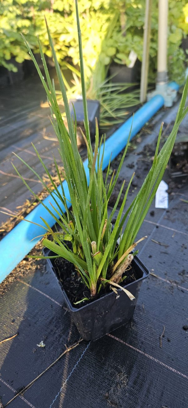 Kniphofia 'Poco Orange'