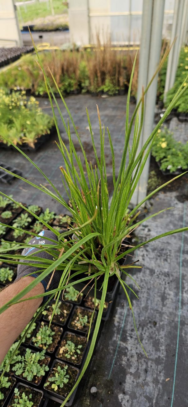 Kniphofia 'Poco Red'