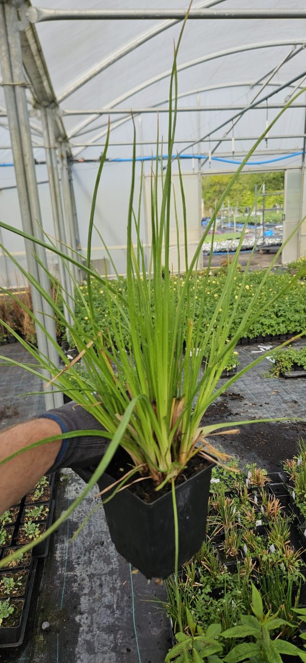 Kniphofia 'Poco Red'