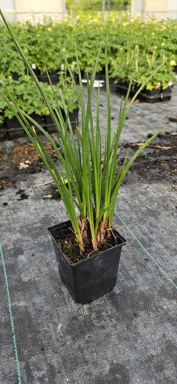 Kniphofia 'Red Hot Popsicle' Kniphofia 'Red Hot Popsicle'
