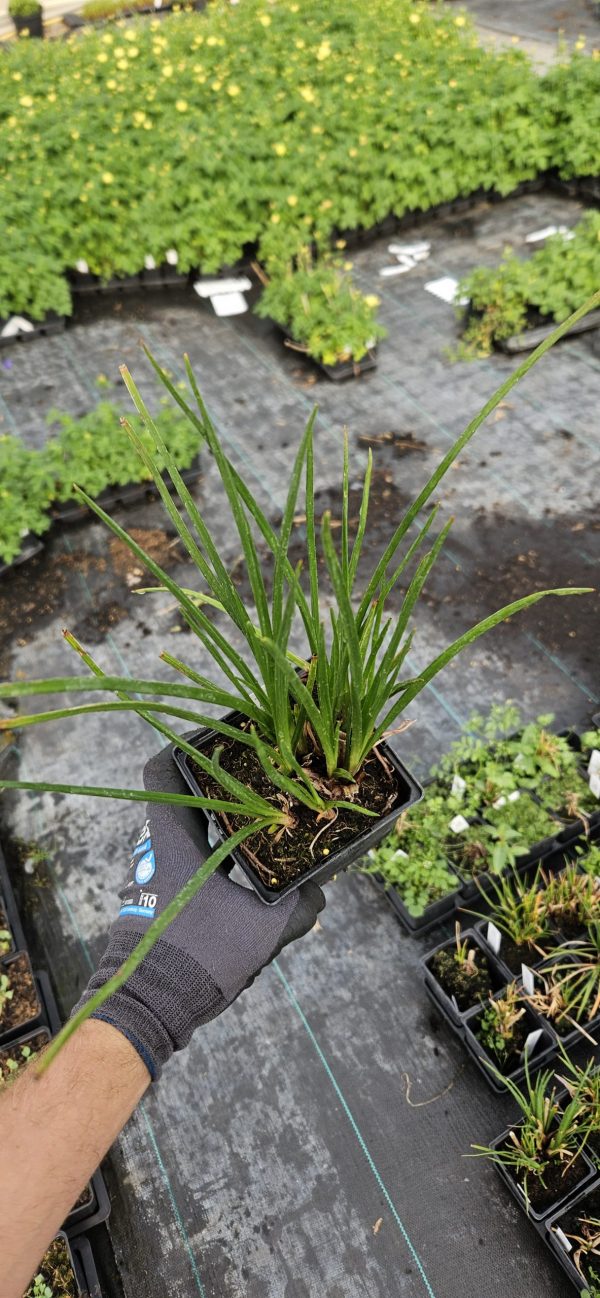Kniphofia 'Red Hot Popsicle'2 Kniphofia 'Red Hot Popsicle'