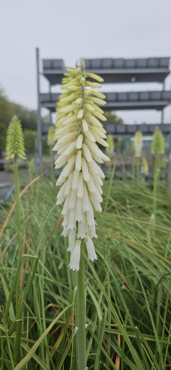 Kniphofia Snow Torch