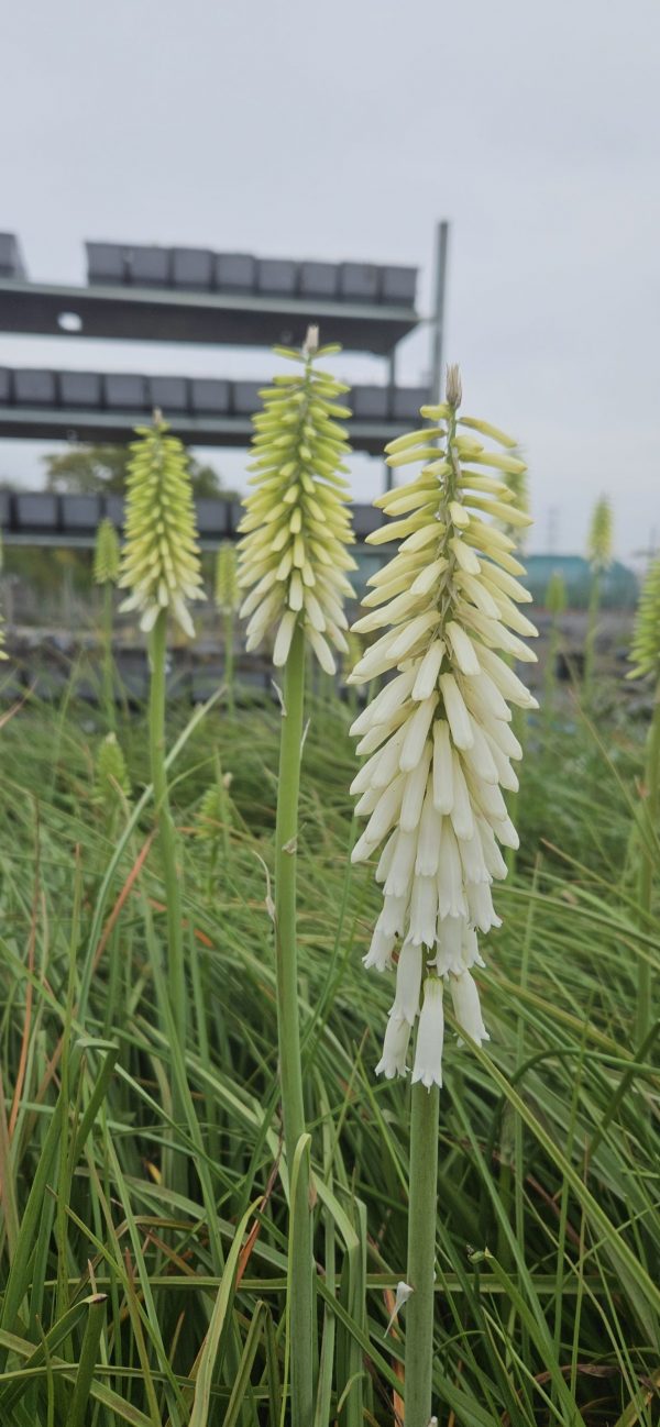Kniphofia Snow Torch