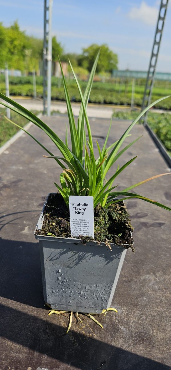 Kniphofia 'Tawny King'