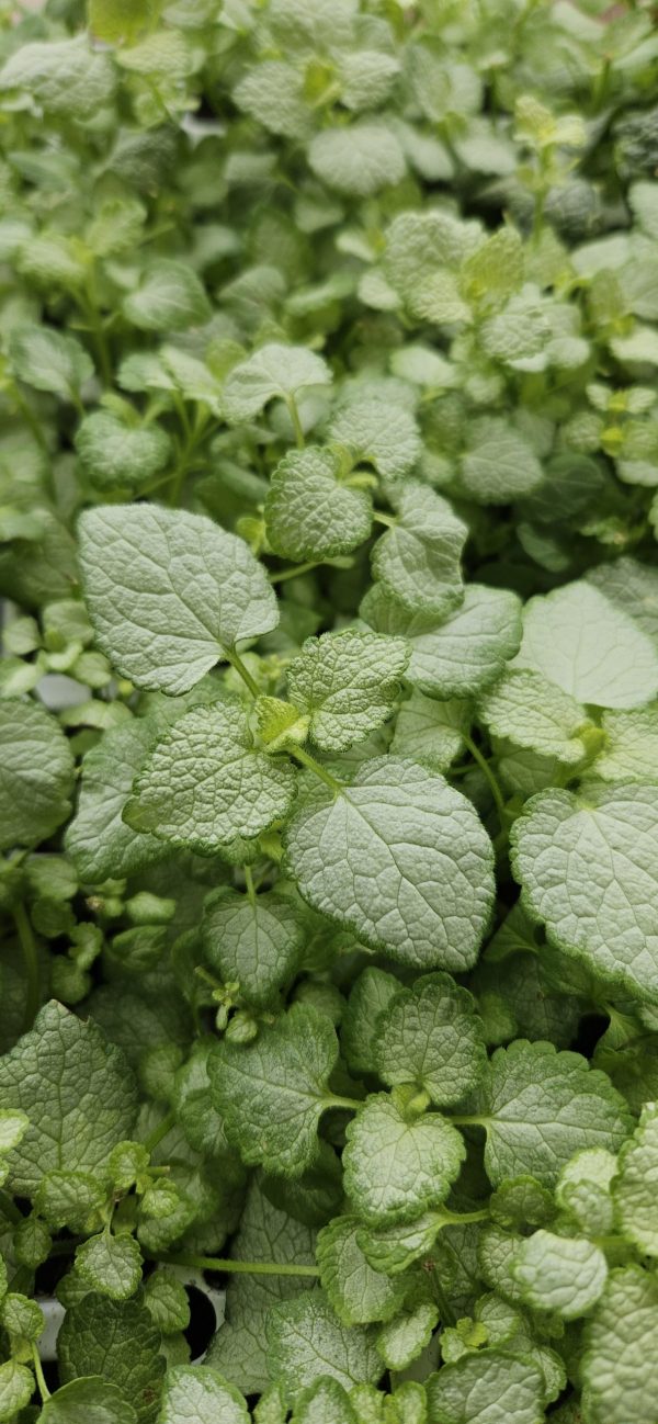 Lamium maculatum 'White Nancy'