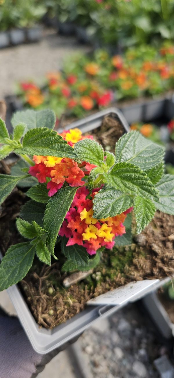 Lantana x hybrida Evita 'Magenta'