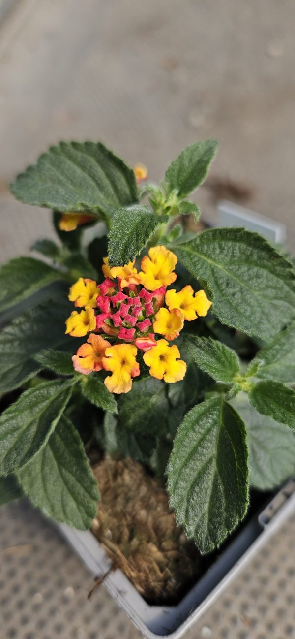 Lantana x hybrida Evita 'Magenta'